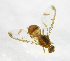  ( - cau01213)  @12 [ ] Unspecified (default): All Rights Reserved (2010) China Agricutural University, Insect Collection China Agricutural University, Insect Collection