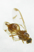  ( - cau01213)  @13 [ ] Unspecified (default): All Rights Reserved (2010) China Agricutural University, Insect Collection China Agricutural University, Insect Collection