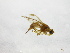  ( - cau01213)  @13 [ ] Unspecified (default): All Rights Reserved (2010) China Agricutural University, Insect Collection China Agricutural University, Insect Collection