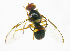  ( - cau01221)  @13 [ ] Unspecified (default): All Rights Reserved (2010) China Agricutural University, Insect Collection China Agricutural University, Insect Collection