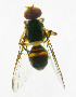  ( - cau01222)  @13 [ ] Unspecified (default): All Rights Reserved (2010) China Agricutural University, Insect Collection China Agricutural University, Insect Collection