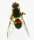  ( - cau01222)  @13 [ ] Unspecified (default): All Rights Reserved (2010) China Agricutural University, Insect Collection China Agricutural University, Insect Collection