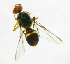  ( - cau01223)  @13 [ ] Unspecified (default): All Rights Reserved (2010) China Agricutural University, Insect Collection China Agricutural University, Insect Collection