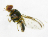  ( - cau01223)  @13 [ ] Unspecified (default): All Rights Reserved (2010) China Agricutural University, Insect Collection China Agricutural University, Insect Collection