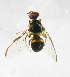  ( - cau01224)  @13 [ ] Unspecified (default): All Rights Reserved (2010) China Agricutural University, Insect Collection China Agricutural University, Insect Collection