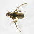  ( - cau01227)  @13 [ ] Unspecified (default): All Rights Reserved (2010) China Agricutural University, Insect Collection China Agricutural University, Insect Collection