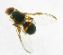  ( - cau01228)  @13 [ ] Unspecified (default): All Rights Reserved (2010) China Agricutural University, Insect Collection China Agricutural University, Insect Collection
