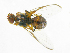  ( - cau01228)  @13 [ ] Unspecified (default): All Rights Reserved (2010) China Agricutural University, Insect Collection China Agricutural University, Insect Collection