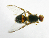 ( - cau01233)  @14 [ ] Unspecified (default): All Rights Reserved (2010) China Agricutural University, Insect Collection China Agricutural University, Insect Collection