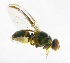  ( - cau01233)  @14 [ ] Unspecified (default): All Rights Reserved (2010) China Agricutural University, Insect Collection China Agricutural University, Insect Collection