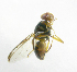  ( - cau01234)  @13 [ ] Unspecified (default): All Rights Reserved (2010) China Agricutural University, Insect Collection China Agricutural University, Insect Collection