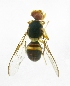  ( - cau01234)  @13 [ ] Unspecified (default): All Rights Reserved (2010) China Agricutural University, Insect Collection China Agricutural University, Insect Collection