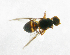  ( - cau01235)  @13 [ ] Unspecified (default): All Rights Reserved (2010) China Agricutural University, Insect Collection China Agricutural University, Insect Collection