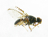  ( - cau01235)  @13 [ ] Unspecified (default): All Rights Reserved (2010) China Agricutural University, Insect Collection China Agricutural University, Insect Collection