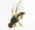  ( - cau01235)  @13 [ ] Unspecified (default): All Rights Reserved (2010) China Agricutural University, Insect Collection China Agricutural University, Insect Collection