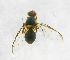  ( - cau01236)  @13 [ ] Unspecified (default): All Rights Reserved (2010) China Agricutural University, Insect Collection China Agricutural University, Insect Collection