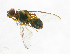  ( - cau01236)  @13 [ ] Unspecified (default): All Rights Reserved (2010) China Agricutural University, Insect Collection China Agricutural University, Insect Collection
