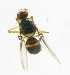  ( - cau01237)  @13 [ ] Unspecified (default): All Rights Reserved (2010) China Agricutural University, Insect Collection China Agricutural University, Insect Collection