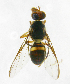  ( - cau01238)  @13 [ ] Unspecified (default): All Rights Reserved (2010) China Agricutural University, Insect Collection China Agricutural University, Insect Collection