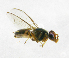  (Bactrocera Sp.27 - cau01238)  @14 [ ] Unspecified (default): All Rights Reserved (2010) China Agricutural University, Insect Collection China Agricutural University, Insect Collection