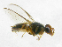  ( - cau01238)  @13 [ ] Unspecified (default): All Rights Reserved (2010) China Agricutural University, Insect Collection China Agricutural University, Insect Collection