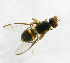  ( - cau01238)  @13 [ ] Unspecified (default): All Rights Reserved (2010) China Agricutural University, Insect Collection China Agricutural University, Insect Collection