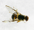  ( - cau01239)  @13 [ ] Unspecified (default): All Rights Reserved (2010) China Agricutural University, Insect Collection China Agricutural University, Insect Collection
