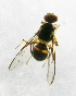  ( - cau01239)  @13 [ ] Unspecified (default): All Rights Reserved (2010) China Agricutural University, Insect Collection China Agricutural University, Insect Collection