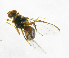  ( - cau01239)  @13 [ ] Unspecified (default): All Rights Reserved (2010) China Agricutural University, Insect Collection China Agricutural University, Insect Collection
