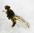  ( - cau01239)  @13 [ ] Unspecified (default): All Rights Reserved (2010) China Agricutural University, Insect Collection China Agricutural University, Insect Collection
