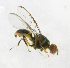  ( - cau01242)  @14 [ ] Unspecified (default): All Rights Reserved (2010) China Agricutural University, Insect Collection China Agricutural University, Insect Collection
