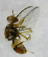  ( - cau01254)  @13 [ ] Unspecified (default): All Rights Reserved (2010) China Agricutural University, Insect Collection China Agricutural University, Insect Collection