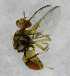 ( - cau01254)  @13 [ ] Unspecified (default): All Rights Reserved (2010) China Agricutural University, Insect Collection China Agricutural University, Insect Collection