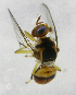  ( - cau01254)  @13 [ ] Unspecified (default): All Rights Reserved (2010) China Agricutural University, Insect Collection China Agricutural University, Insect Collection