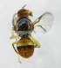  ( - cau01254)  @13 [ ] Unspecified (default): All Rights Reserved (2010) China Agricutural University, Insect Collection China Agricutural University, Insect Collection