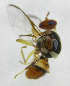  ( - cau01254)  @13 [ ] Unspecified (default): All Rights Reserved (2010) China Agricutural University, Insect Collection China Agricutural University, Insect Collection