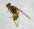 ( - cau01274)  @12 [ ] Unspecified (default): All Rights Reserved (2010) China Agricutural University, Insect Collection China Agricutural University, Insect Collection