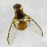  ( - cau01274)  @12 [ ] Unspecified (default): All Rights Reserved (2010) China Agricutural University, Insect Collection China Agricutural University, Insect Collection