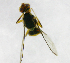  ( - cau01285)  @12 [ ] Unspecified (default): All Rights Reserved (2010) China Agricutural University, Insect Collection China Agricutural University, Insect Collection
