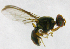  ( - cau01286)  @12 [ ] Unspecified (default): All Rights Reserved (2010) China Agricutural University, Insect Collection China Agricutural University, Insect Collection