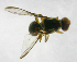  ( - cau01286)  @12 [ ] Unspecified (default): All Rights Reserved (2010) China Agricutural University, Insect Collection China Agricutural University, Insect Collection