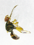  ( - cau01289)  @13 [ ] Unspecified (default): All Rights Reserved (2010) China Agricutural University, Insect Collection China Agricutural University, Insect Collection