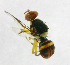  ( - cau01289)  @13 [ ] Unspecified (default): All Rights Reserved (2010) China Agricutural University, Insect Collection China Agricutural University, Insect Collection
