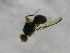  ( - cau01291)  @12 [ ] Unspecified (default): All Rights Reserved (2010) China Agricutural University, Insect Collection China Agricutural University, Insect Collection