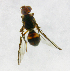  ( - cau01293)  @12 [ ] Unspecified (default): All Rights Reserved (2010) China Agricutural University, Insect Collection China Agricutural University, Insect Collection