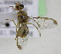  ( - cau01295)  @13 [ ] Unspecified (default): All Rights Reserved (2010) China Agricutural University, Insect Collection China Agricutural University, Insect Collection