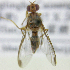  ( - cau01296)  @13 [ ] Unspecified (default): All Rights Reserved (2010) China Agricutural University, Insect Collection China Agricutural University, Insect Collection