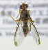  ( - cau01296)  @13 [ ] Unspecified (default): All Rights Reserved (2010) China Agricutural University, Insect Collection China Agricutural University, Insect Collection