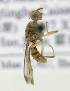  ( - cau01297)  @13 [ ] Unspecified (default): All Rights Reserved (2010) China Agricutural University, Insect Collection China Agricutural University, Insect Collection
