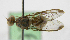  ( - cau01297)  @13 [ ] Unspecified (default): All Rights Reserved (2010) China Agricutural University, Insect Collection China Agricutural University, Insect Collection
